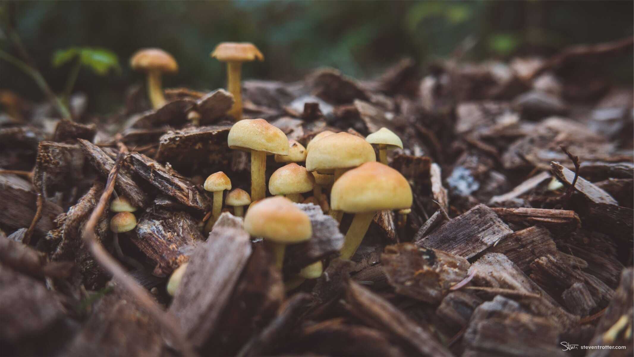 Photo Journal: Mushrooms at Lint Slough in Waldport, Oregon