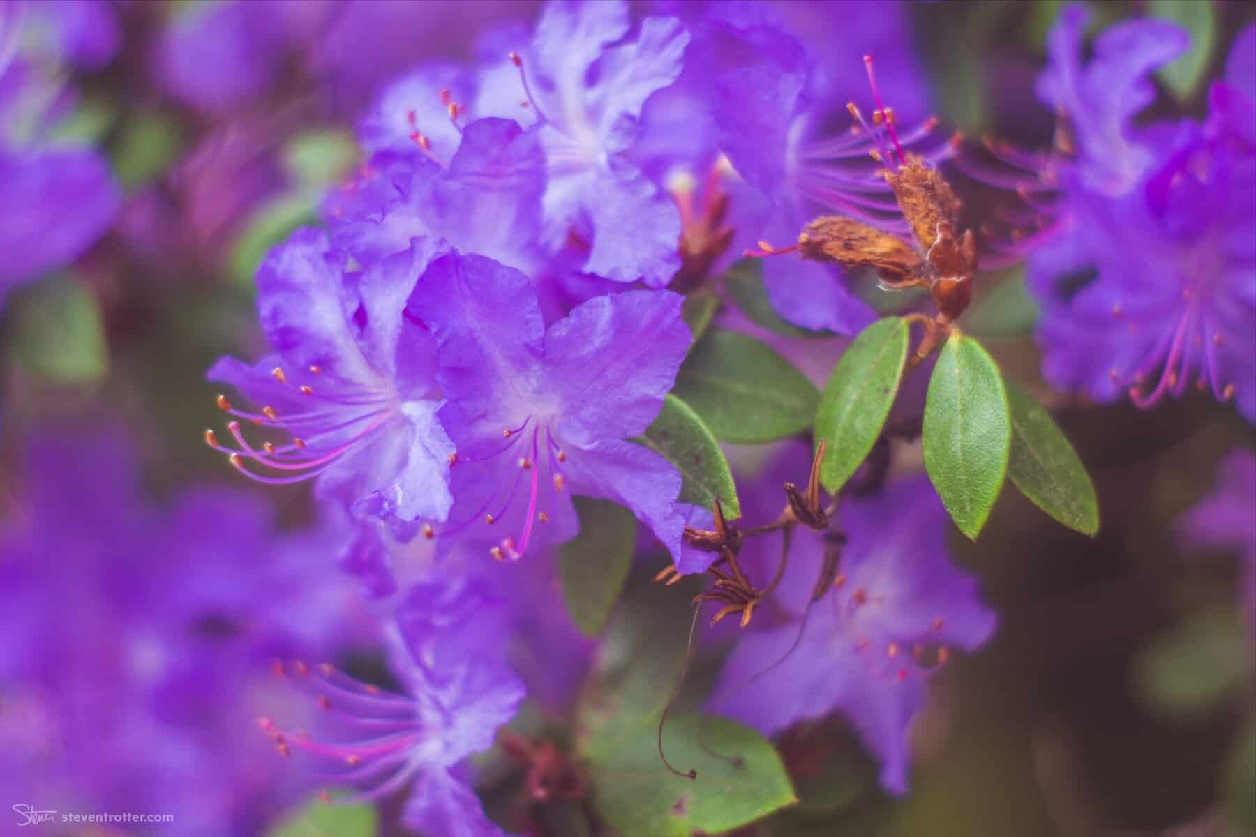 Image gallery image