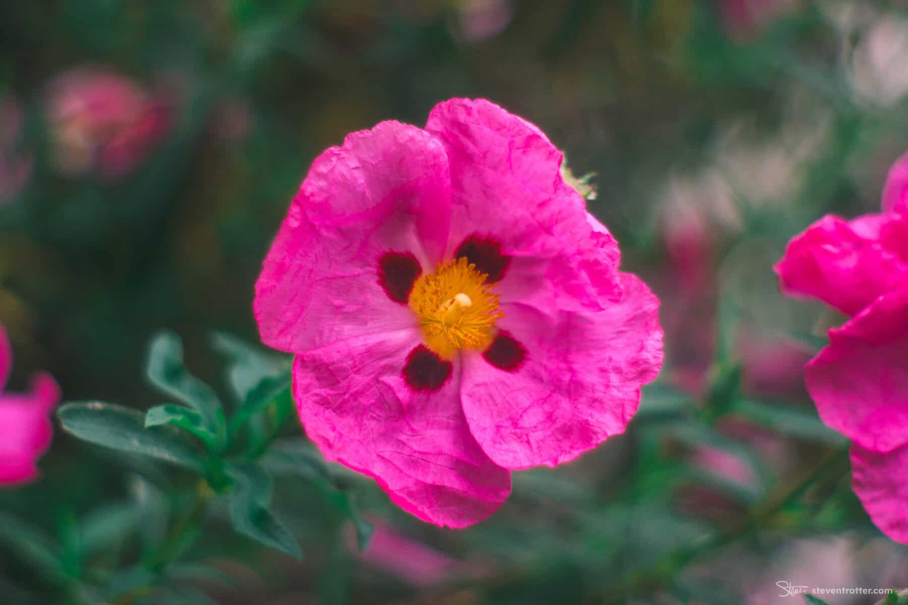 Image gallery image