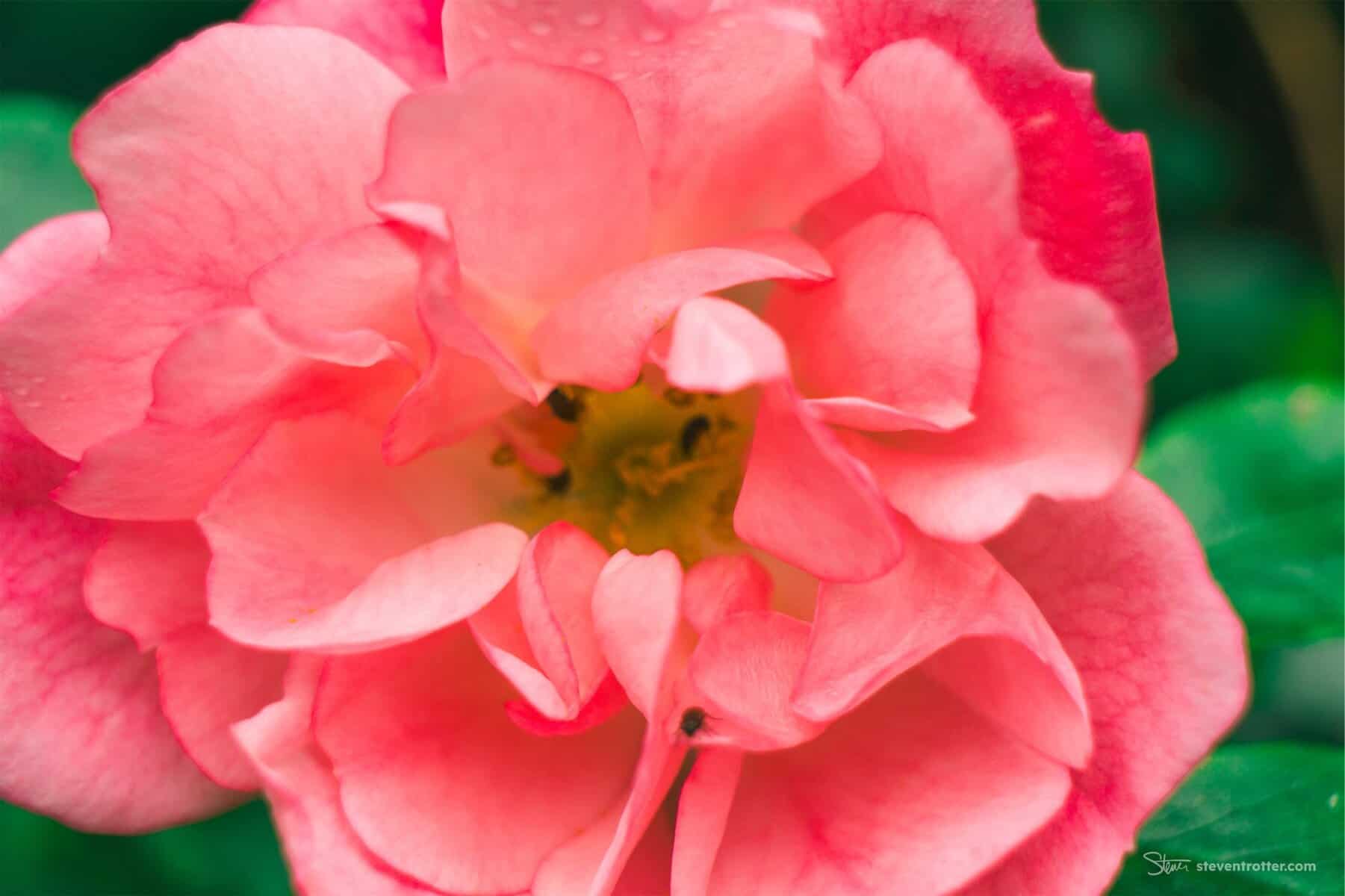 Image gallery image