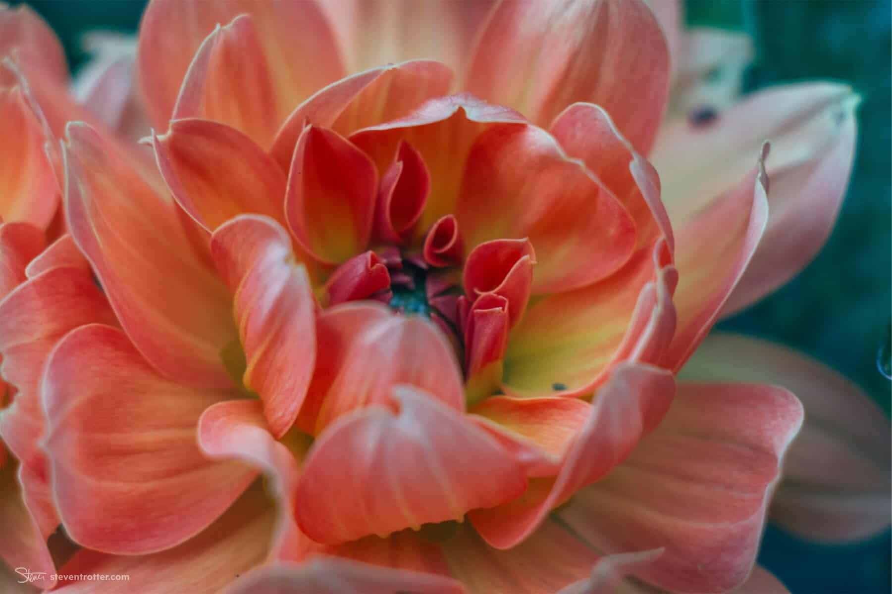 Image gallery image