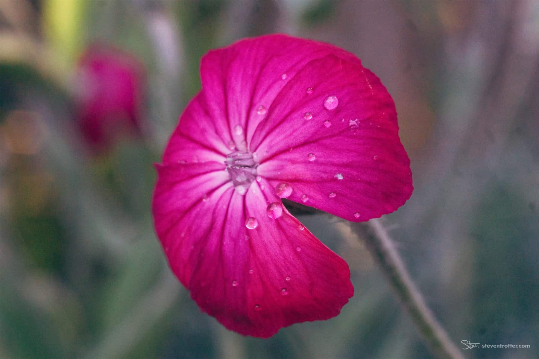 Image gallery image