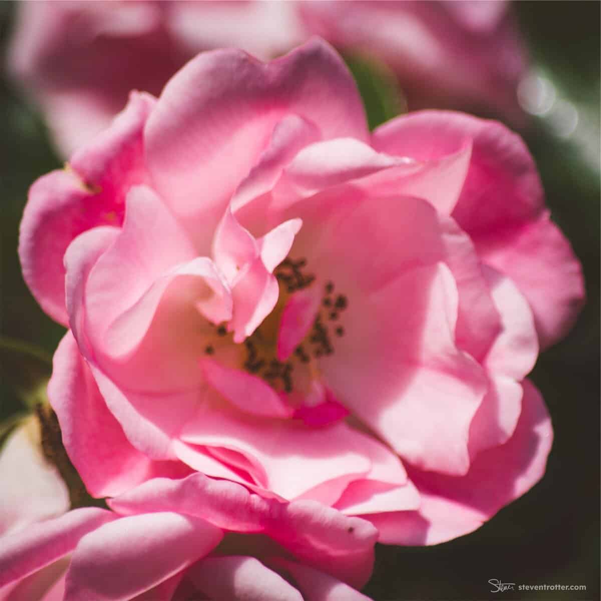 Image gallery image
