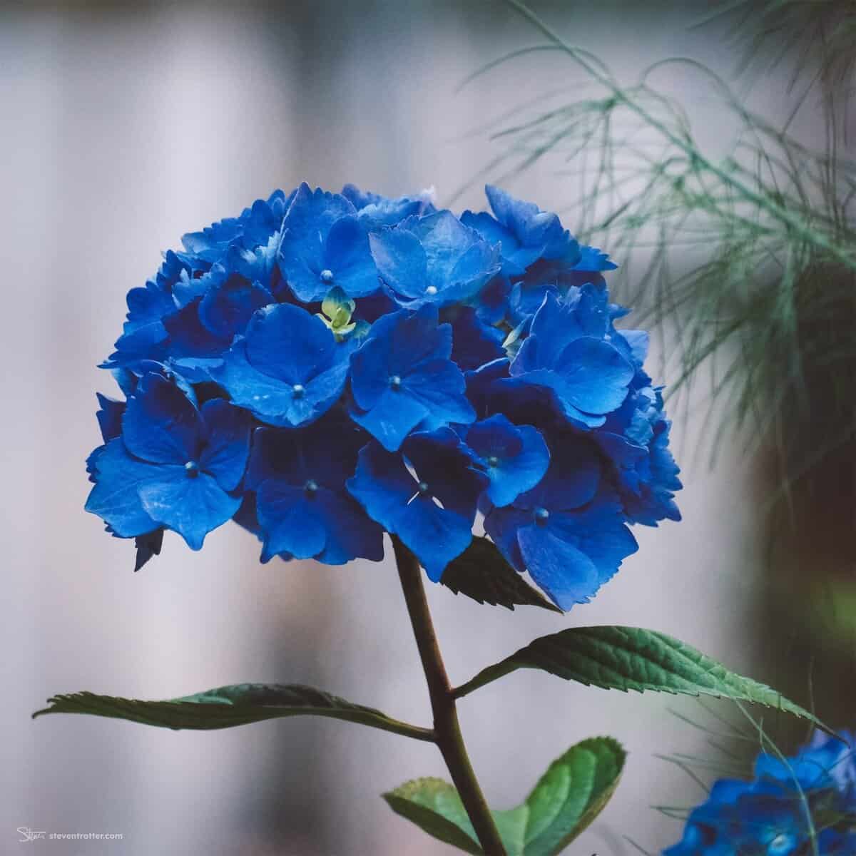 Image gallery image